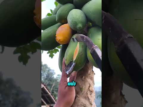 Người đàn ông lấy nhựa đu đủ kiếm thêm tiền #shorts thumbnail
