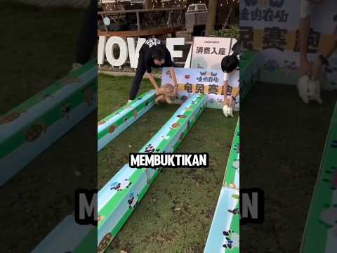 Cowok Ini Membuktikan Mitos Kura-Kura dan Kelinci! #shortvideo #trending thumbnail