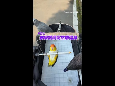 【突然想健身】鸚鵡超認真做仰臥起坐！姿勢100分｜#寵物雲 #shorts thumbnail