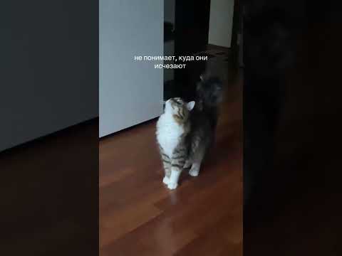 НЕ ПОНИМАЕТ | TikTok: rickypicky25 thumbnail