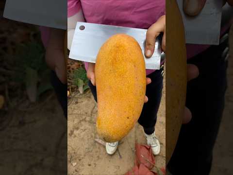 🥹 बिना गुठली का आम 🥭 #shorts #shortvideo #indianshorts  #mangorecipe #mangojuice thumbnail