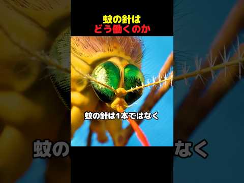 蚊の針はどう働くのか thumbnail