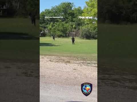 Escaped kangaroo leads Texas police on wild neighborhood chase thumbnail