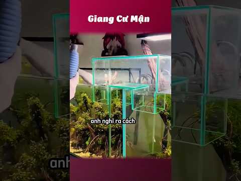 Ý tưởng hay đấy 🐳 #giangcuman thumbnail