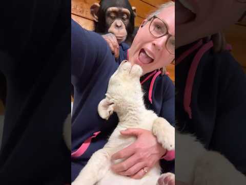 #cute #babies #lion #chimp #love thumbnail