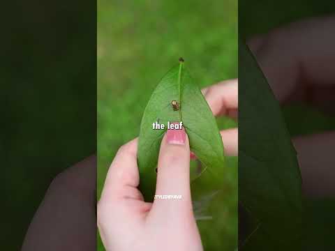 DIY Fairy Glasses From Leaves ?✨ Easy Nature Craft Tutorial thumbnail