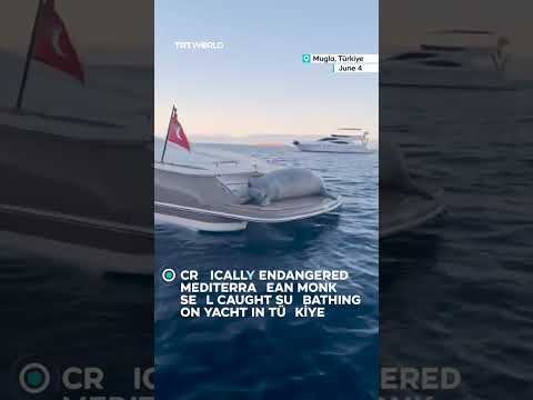 Critically endangered Mediterranean monk seal caught sunbathing on yacht in Türkiye thumbnail
