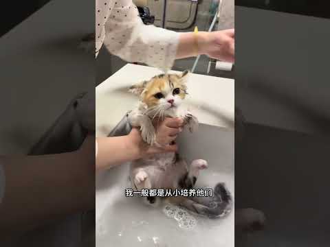 这猫怎么一沾水就晕#猫咪洗澡#万物可爱计划#友望扫地僧#友望自集尘吸尘器#心动是家也是你 thumbnail