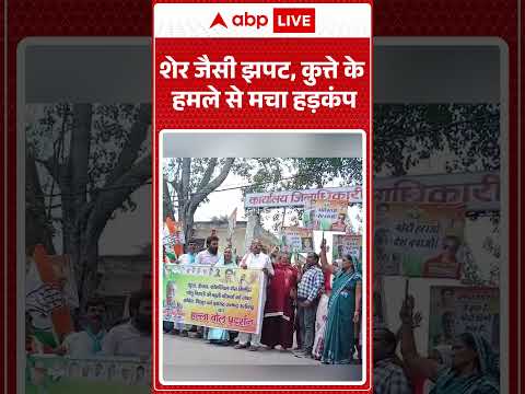 Viral News : शेर जैसी झपट, कुत्ते के हमले से मचा हड़कंप | #ytshorts #dog #dogattack #viralvideo thumbnail