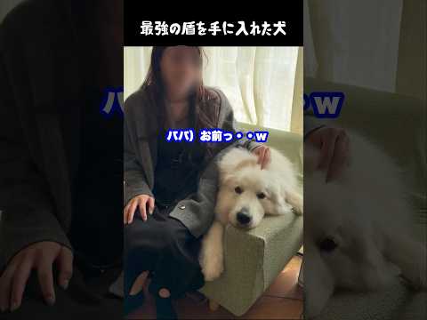 最強の盾を手に入れた愛犬　#greatpyrenees #大型犬のいる生活 #大型犬 #大型犬と暮らす #グレートピレニーズ #犬のいる生活 #愛犬 #ペット #ゴールデンレトリバー thumbnail