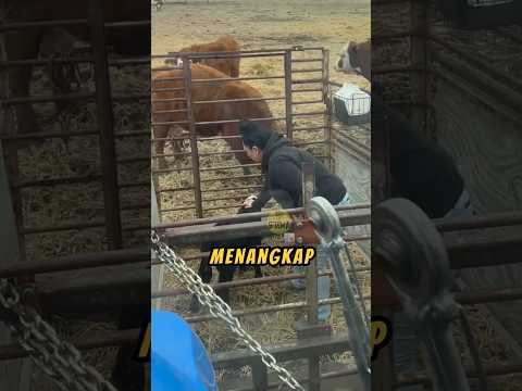 Bro Nemuin Cara AMAN Dan JENIUS Buat MISAHIN ANAK SAPI❗😮#videoviral #sapi #peternakan thumbnail
