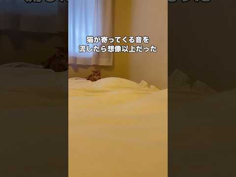 猫が寄ってくる音をやってみたら想像以上に反応してくれたww今も隣でキョロキョロしてます #子猫 #スコティッシュフォールド #猫が寄ってくる音 #shorts thumbnail