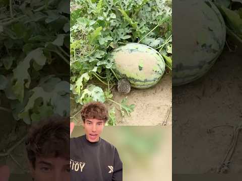 El erizo que se comía toda su plantación thumbnail