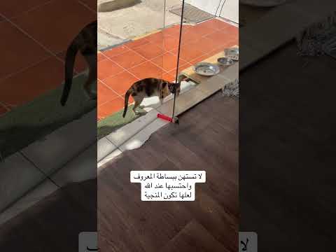#cat #تربية_القطط #اكسبلور #النظافه ايام مباركة وذات فضل استغلها في فعل الخير thumbnail