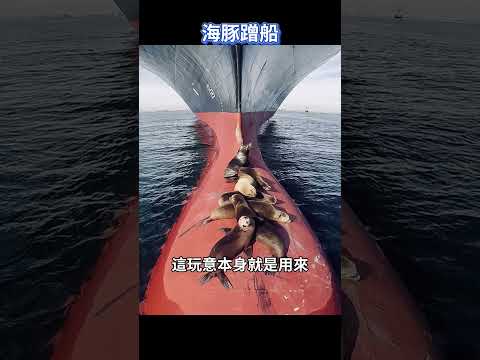 自然界的奇觀！海豚為什麼總給船帶路？原因打死你都想不到！不愧是高智商生物 [She's Xiaowu 小烏] thumbnail