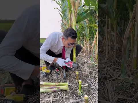 الولد يصحى يعد عدد الشجرات و يرجع ينام بطريقة مميزة !! #shorts thumbnail