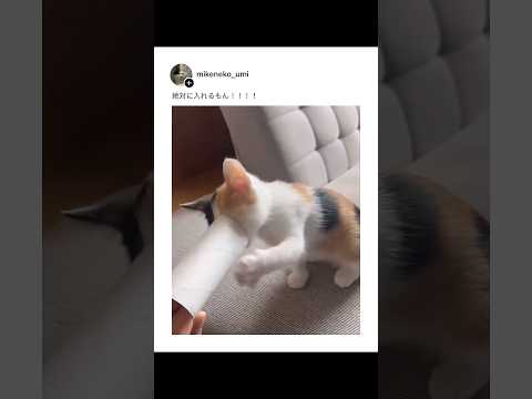 狭すぎる場所に入ろうとする猫たちが可愛すぎた・・・ thumbnail
