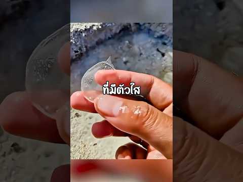มิตรภาพที่เหลือเชื่อของปลากับนุด thumbnail
