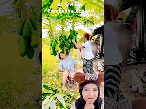 ambil pepaya‼️witee-Esanbanna_channel thumbnail