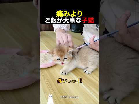 痛みよりご飯が大事な子猫 thumbnail
