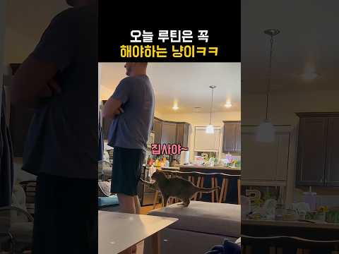 오늘 루틴은 꼭 해야하는 고양이 ㅋㅋ thumbnail