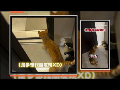 貓貓狂哀號想出去找朋友玩　奴才快被煩鼠XD thumbnail