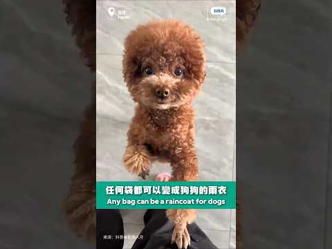 任何袋子都可以變成狗狗的雨衣 #cute #funny thumbnail