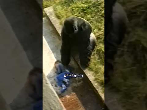 أطفال نجو بعد السقوط في قفص الغوريلا thumbnail