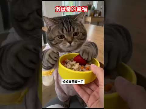 做母亲的幸福 #cat thumbnail