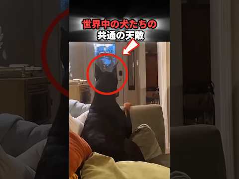どんな猛犬も尻尾を下げるママのカウントダウン #犬のいる生活 #犬あるある #いぬのきもち #わんこのいる暮らし thumbnail
