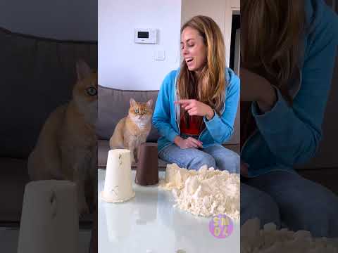Feline Follies: Hilarious Cat Moments You Didn’t See Coming! 😂🐾 thumbnail