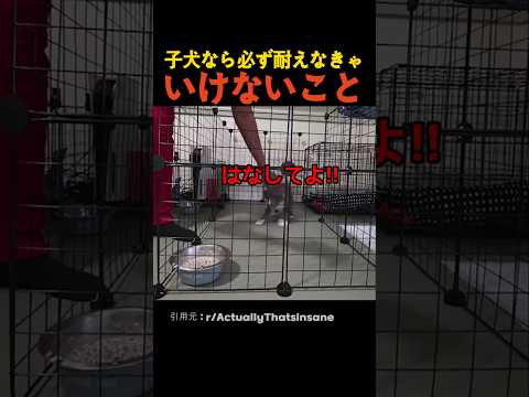 子犬なら必ず耐えなきゃいけないこと thumbnail