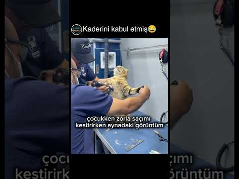 şu teslimiyete bakar mısın? thumbnail