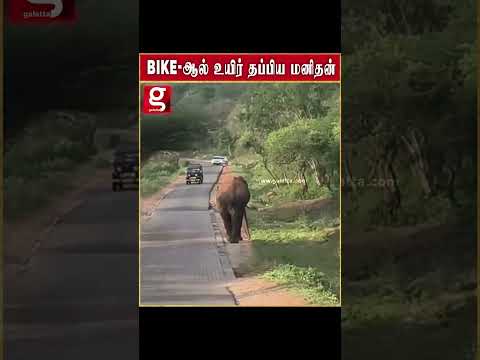 வாகன ஓட்டியை ஆக்ரோஷமாக விரட்டி வந்த யானை     ஒருநொடியில் உயிரை காப்பாற்றிய பைக் #moonar #bike #eleph thumbnail