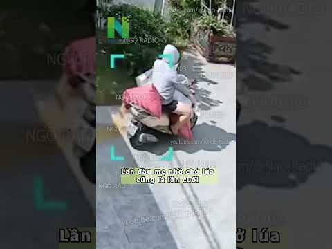 Lần đầu mẹ nhờ chở lúa cũng là lần cuối thumbnail