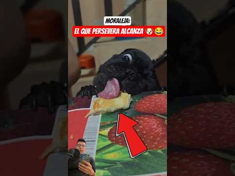 Dámelo dame ?? #pets #dog #funny #viral #fypシ thumbnail