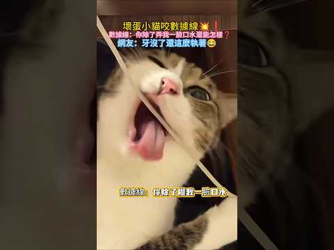 壞蛋小貓咬數據線💥❗ 數據線：你除了糊我一臉口水還能怎樣🥲❗ 網友：無牙仔😱底層代碼發力了🤣 #cat #cute #funny #funnyshorts #cutecat thumbnail