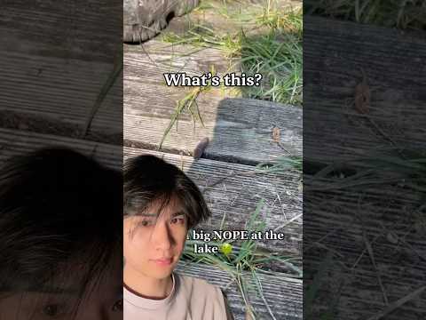 Strange creature identification thumbnail