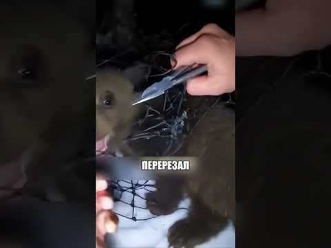 Хитрый подарок от ХИЩНИКА 😲🔥🐟 thumbnail