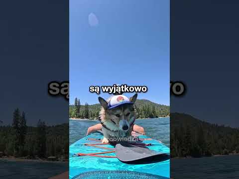 corgi jeździ lepiej na desce niż ludzie thumbnail