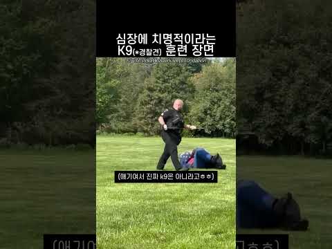 심멎주의라는 경찰견 훈련 장면 thumbnail