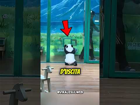 Il piccolo PANDA voleva SCAPPARE😅🐼 #shorts thumbnail