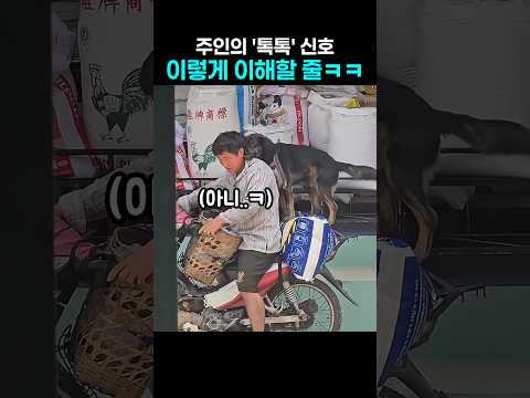 "그거 아니라고!!ㅋㅋ.." 오토바이 탄 개가 주인에게 보여준 행동 thumbnail