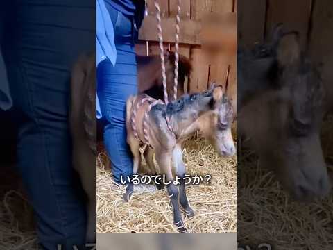 小馬に縄をかける理由 thumbnail