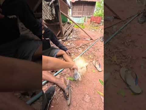 รวบหนุ่ม EM ติดขา 800 แรงม้า #funny thumbnail