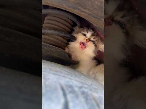 Cute kitten stuck in the car #catvideos #cat #kitten #cutecat #rescuecat #kucinglucu thumbnail