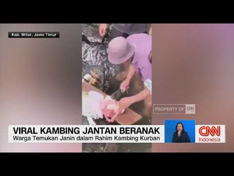 Viral Kambing Jantan Beranak thumbnail