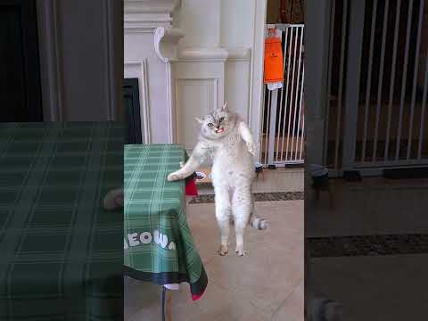 Lifting with #exlittlebeans #funnycats thumbnail