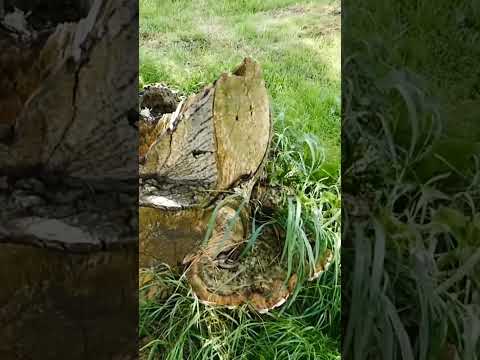 Homemade Stump Grinder 400cc #diy #machine #homemade #woodwork thumbnail