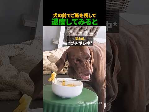 犬の前でご飯を残して退席してみると thumbnail